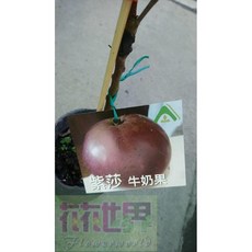 紫莎牛奶果 新品種4吋盆栽 高30-50公分