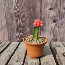 이랑 도자기 비모란 접목선인장 1구 - 관리가 쉬운 비모란 선인장 문선인장