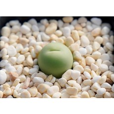 랜덤발송 - 코노피튬 칼큘러스 EA4075 (2년생 1cm이상)