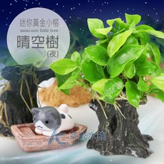 AC草影 晴空樹 (夜) 迷你黃金小榕 陰性水草 不用二氧化碳 初學水草, 1個