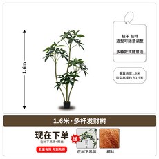 格森 發財樹 落地式大型盆栽, 1個, 1.6米4杆多杆發財樹-原盆