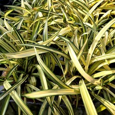 중투 동양란 특급가격 노란빛에 너무 아름다워요 승진용 선물용 소장용, 1세트