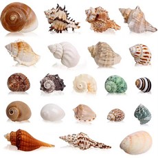 비큐리어스 더씨쉘 컬렉션, Sea snaill shells 21