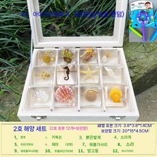 곤충 표본 액자 관찰 수집 벌레 교육용 과학 상자 봄곤충 입체관액자 나비표본, 4. D세트