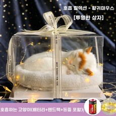 오아모먼트 팡쿠 숨쉬는고양이인형 귀여운 고양이 3종 장식 야옹이, 1개, B. 통기성 디자인 노란 귀 고양이 + 투명 선물 상자