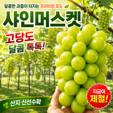 프리미엄 샤인머스켓 초고당도 아삭한 당도선별, 1kg (2~3수 내외), 1개