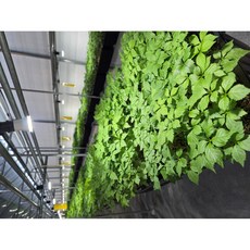 전남 장성 백호농장 새싹삼 새싹인삼 <1 미니> <1.5 소> <2 중>, 1g, 100개