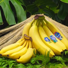고당도 바나나, 1개, 6-15송이 (13kg 내외)