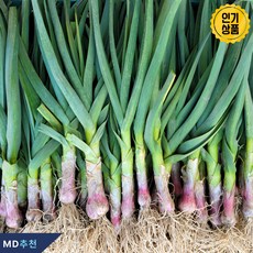 국내산 산지직송 해풍맞은 제철 노지 햇 풋마늘 잎마늘, 1개, 1kg