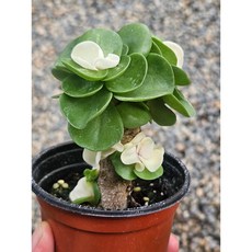 녹비단 화이트 다육식물 키우기쉬운공기정화식물, 1개