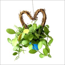 들꽃향기 공중식물 에어플랜트 틸란드시아 인테리어 공기정화 화분식물, 디시디아 하트리스그린, 1개