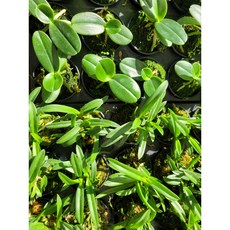 [클릭플라워]풍란 소엽 대엽 란 난 원예용, 소엽(뾰죡잎), 1개