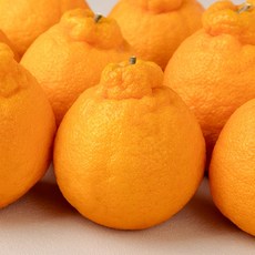 [초특가] 산지직송 제주 고당도 노지 한라봉, 1박스, 2kg(랜덤과)