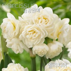 수선화(Narcissus) 추식 구근(1set 1구) 입고 금강원예, 엘리치어, 1개