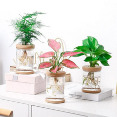 수경재배 식물 유리 테이블 사무실 식물 수경재배 실내 화분 거실 인테리어 플라스틱 심플 작은 어항 용품, 소형