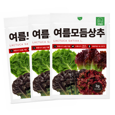 [주주씨앗] 여름상추씨앗 3000립 여름 모듬상추 쌈 채소씨앗 종자 혼합 상추씨, 3개 3개