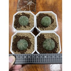 MC多肉園 嚴選布紋球 多肉植物 盆栽造景 療癒小物, 1個