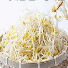 [루틴] 국내산 무농약 산소콩나물 2kg 찜용콩나물 국찌개 밑반찬, 무농약 콩나물 2kg