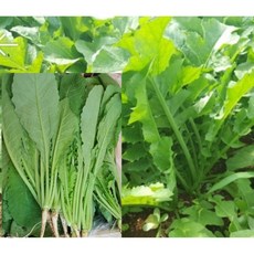 국내산 전라도 싱싱한 김치용 열무 최상품 4kg 알뜰농장, 1개, 8kg내외