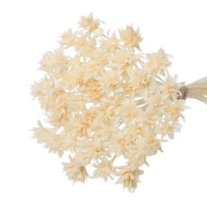 로맨틱노벰버 프리저브드 콘플라워, 아이보리 50송이