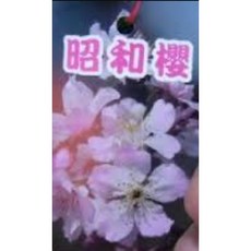 東園種苗 櫻花 仿真植物 居家裝飾 園藝造景, 1個, 昭和櫻