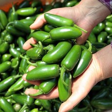 농가직송 할라피뇨 퍼팩트고추, 1박스, 1kg