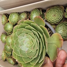 [해뜰다육] 할로윈 다육식물 선인장, 1개
