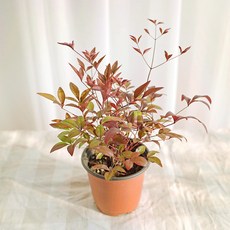 갑조네 남천(소품) 실내 공기정화식물 실내화초 화분 노지월동 화단꾸미기 키우기 쉬운 식물, 4개