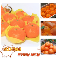 [굿피플] 레드향 레드향선물세트 한라봉 황금향 과일선물세트 [레드향 3kg 중소과 선물세트], 1박스