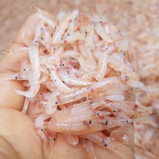 싱싱해몰 100% 국내산 김장 생새우 동백하 냉동 김장용 새우, 1개, 냉동1kg