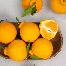 [올찬] 한라봉(특대대) 3kg(8~10과)_제주직송, 1개