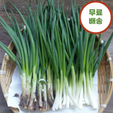 국내산 훍쪽파 예천 쪽파 산지직송 2단 3단 5단, 3단 (3.6kg), 3.6kg, 1개