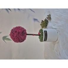 공기정화식물 스칸디아모스 원형 화분 토피어리 개업 집들이 각종 선물 추천 받는 분이 만족도 좋음, 사용안함, 씨클라멘