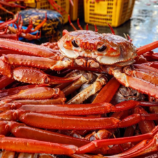 [고씨네수산] "특A급"박달홍게 수율90% 프리미엄 선주직송 산지직송 당일조업, 1박스, 3kg(박달홍게A급 9~12미)