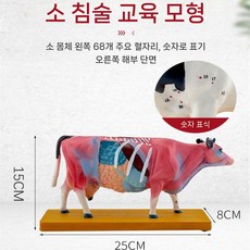 동물 해부 모델 학습용 골격 경혈 침술 개 신체 혈자리, 소, 1개