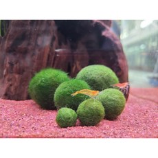 마리모, 특대 3.5cm, 1개