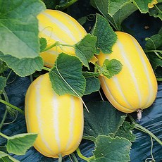 성주 꿀 참외 선별 신선과일 제철농산물, 1박스, 성주 꿀 참외(2kg 랜덤과)