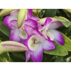 [꽃밭에서 난원] 서양란/덴드로비움(뷰티하모니 1개), 1개