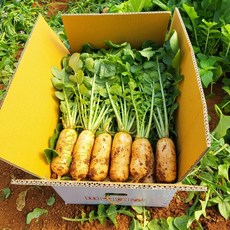 고창황토밭 비급(못난이) 알타리 14kg 수확 출고 한박스가득 지호네농장 알타리무 총각무, 못난이(비급) 알타리 _14kg, 1박스