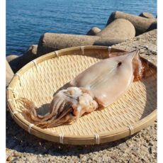 구룡포 해풍 건조 가성비 원양산 반건조오징어 고추장 버터 증정, 1개, 5미_(450g)