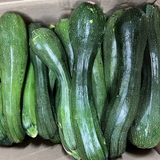 국내산 못난이쥬키니 주키니호박 돼지호박 10kg, 1개