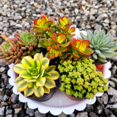 제이팟 미니 다육이 중복없이 이름표 부착, 2천원다육식물 5개 세트, 1세트