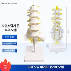 척추 모형 모델 해부학 인체 교육용 디스크 모델 신경 골반, 1개, 1:1 허리 모델