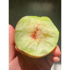 [귀한품종 희귀품종 ] 귀한분들께 대접하는 못생긴 겨울복숭아 쫄깃 쫀복한 식감의 형상홍도 정품, 1박스, 싱싱팜 겨울복숭아 형상홍도 500g (2-3과내)