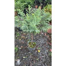 霏霏園藝 臺灣洋南杉, 1個