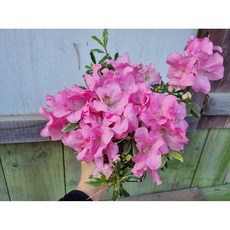 (떡잎상가) 은은하게 예뻐~ 은하철쭉 중품, 1개, 사진참조