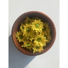 소국 국화 생화 장식꽃 1팩 (팩당 7~8송이), 15g, 1세트, 7개입