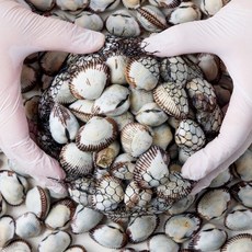 산지직송 당일채취 제철 국내산 남해 새꼬막, 1박스, 남해 새꼬막 3kg (300미내외)