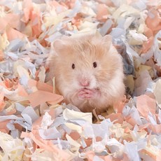 YOOPET 더스트프리 컬러 종이베딩 10L, 당근 당근, 1개