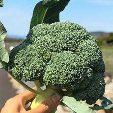 제주 브로콜리 2Kg 1박스 산지직송, 1개